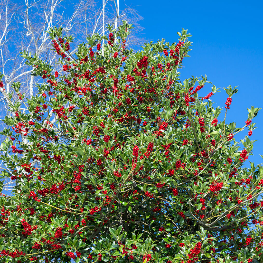 Holly Tree in Wellesley MA | Tree Tech Inc.