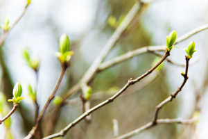 Preparing Your Trees for Spring in Wellesley MA | Tree Tech Inc.