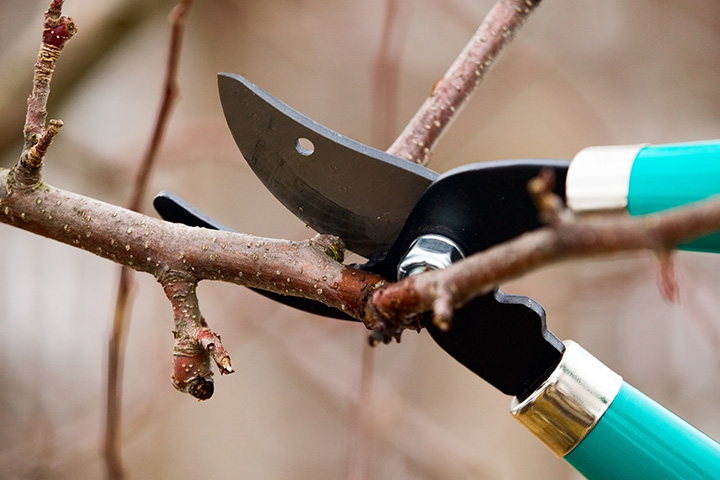 Tree Pruning in Wellesley MA | Tree Tech Inc.