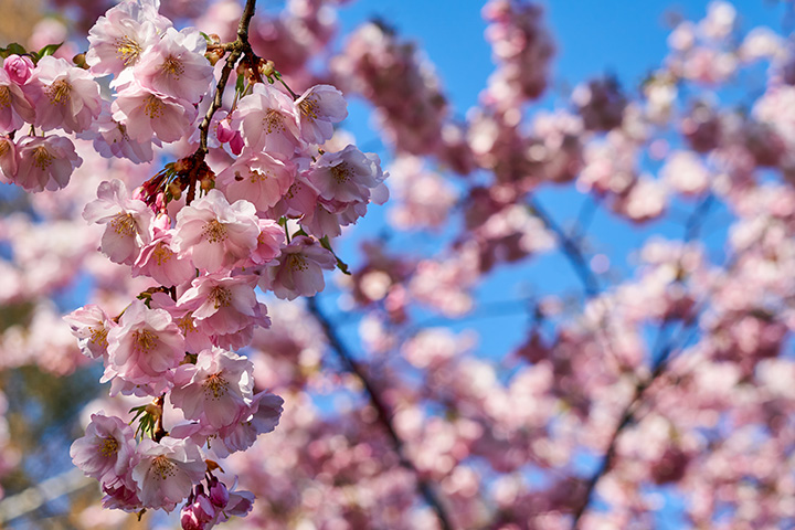 Flowering Trees in Wellesley MA | Tree Tech Inc.