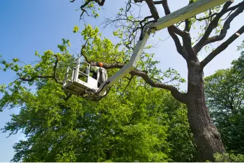 Professional Tree Pruning Crew Hoists a Man into the Tall Trees